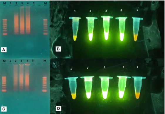 Fig. 3. Optimum temperature of the LAMP reaction detection of S. parauberis . (A and C) Electrophoresis results, (B and D) Direct visualization of aliquots containing precipitates