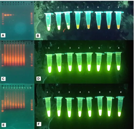 Fig. 9. Sensitivity of S. parauberis identification by LAMP and conventional PCR. (A and C, E) Electrophoresis results, (B and D, F) Direct visualization of aliquots containing precipitates