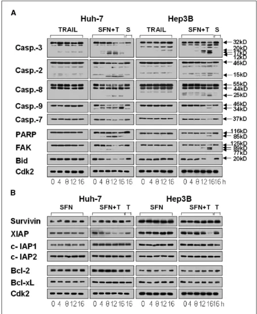 Figure 2. Effect of TRAIL and/or sulforaphane on the expressions of caspases and various intracellular regulators of apoptosis