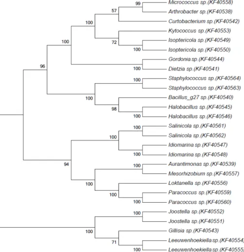Fig. 1. Phylogenetic analysis of rhizosphere microorganisms isolated from three plant species native to the Dokdo Island