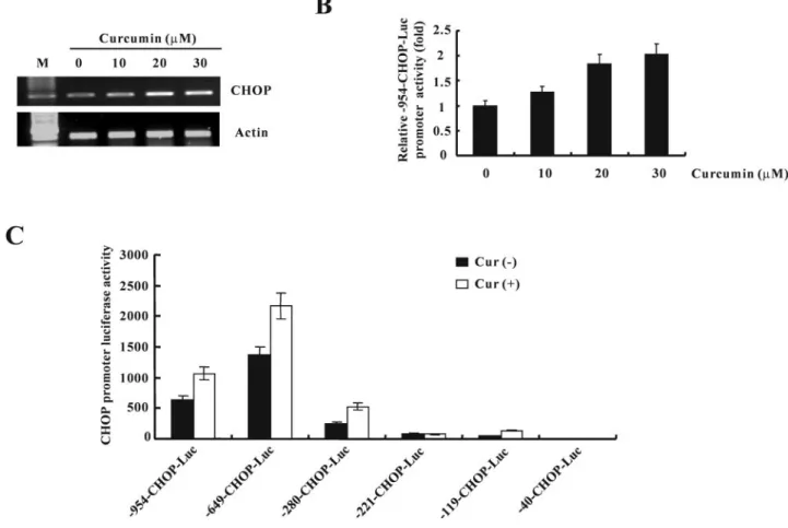 Fig. 3. The expression levels of the CHOP mRNA and CHOP protein by treatment with curcumin in Caki cells