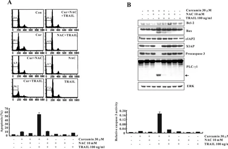Fig. 4. Effect of NAC on curcumin plus TRAIL-induced apoptosis. (A) Caki cells were treated with curcumin plus TRAIL in the presence or absence of NAC (10 mM)