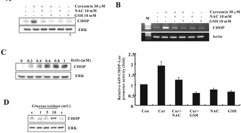 Fig. 5. Effect of NAC and GSH on curcumin-induced CHOP protein and mRNA expression. (A) Caki cells were incubated with indicated concentration of NAC or GSH for 1 h before challenge with curcumin (30 mM) for 24 h