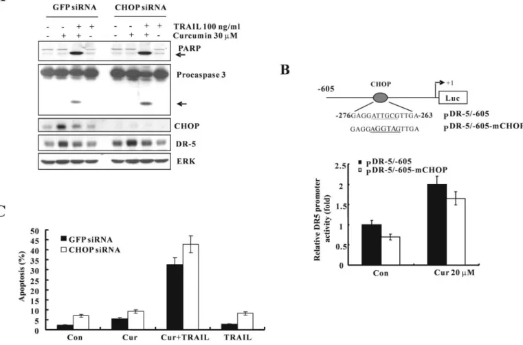 Fig. 6. CHOP is not associated with curcumin-mediated upregulation of DR5. (A) Caki cells were transfected with CHOP siRNA or GFP siRNA.