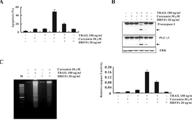 Fig. 7. Effect of DR5/Fc chimeric protein on curcumin plus TRAIL-induced apoptosis. (A) Caki cells were treated with curcumin plus TRAIL in the presence or absence of DR5/Fc chimeric protein (20 ng/ml)