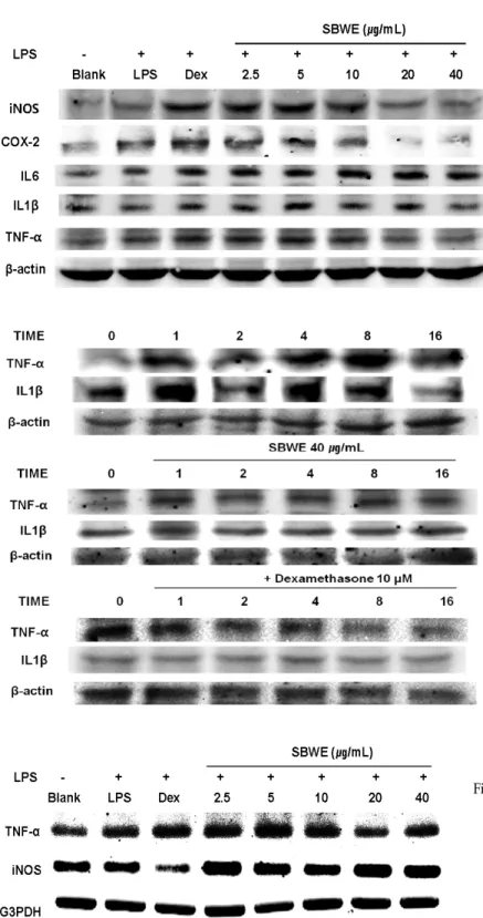 Fig. 6. Effect of SBWE on protein expressions of TNFα, iNOS, COX-2, IL-1βand in Raw 264.7 cells