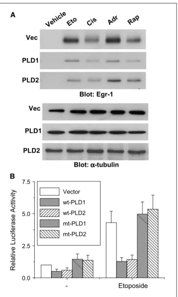 Figure 3. Elevated expression of PLD suppresses etoposide-induced transactivation of a reporter with Egr-1 response elements