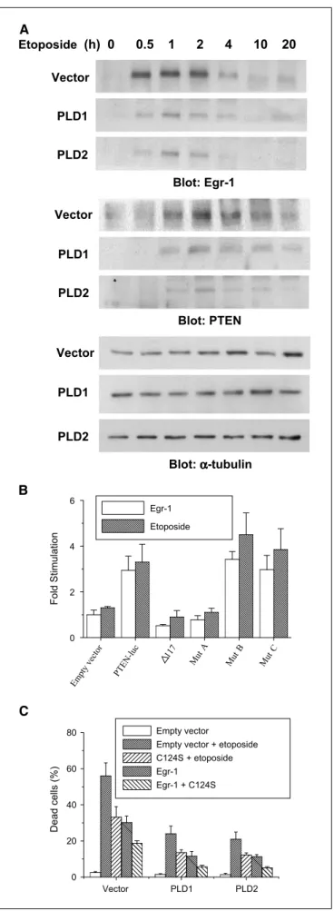 Figure 4. Etoposide-induced PTEN expression is down-regulated by elevated expression of PLD isozymes and this is mediated via Egr-1