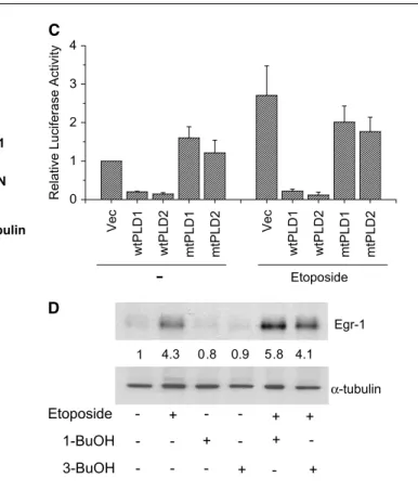Figure 5. PLD activity is involved in the suppression of etoposide-induced Egr-1 and PTEN expression