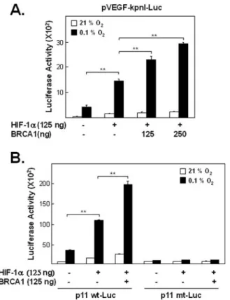 FIGURE 1. Effects of BRCA1 and HIF-1␣ on hypoxia-induced VEGF promoter activity.