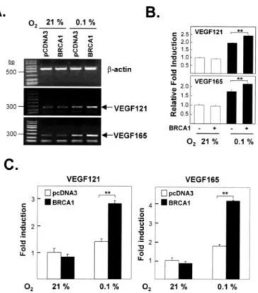 FIGURE 2. Effects of BRCA1 on the endogenous levels of hypoxia-induced VEGF121 and VEGF165 mRNA