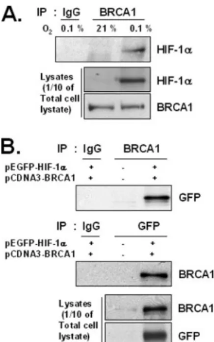 FIGURE 5. Interactions between BRCA1 and HIF-1 ␣ under hypoxic and normoxic conditions