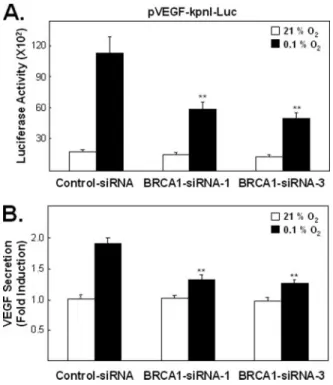 FIGURE 6. The effect of endogenous BRCA1 levels on hypoxia-induced VEGF pro- pro-moter activity and VEGF secretion