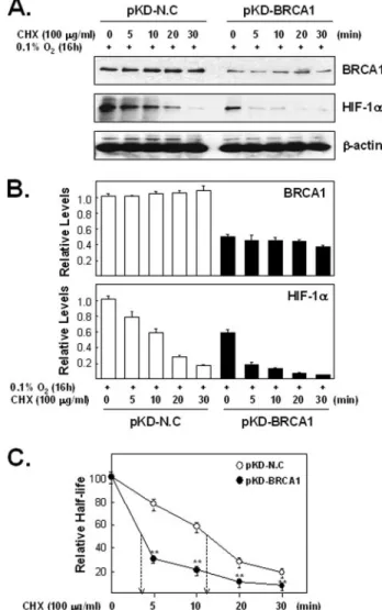 FIGURE 8. The effect of proteasome inhibitors on endogenous HIF-1␣ protein levels in hypoxic cells containing reduced levels of endogenous BRCA1 protein