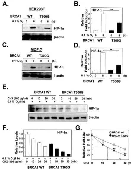 FIGURE 10. The effect of exogenous BRCA1 on the stability of endogenous HIF-1␣ in hypoxic cells