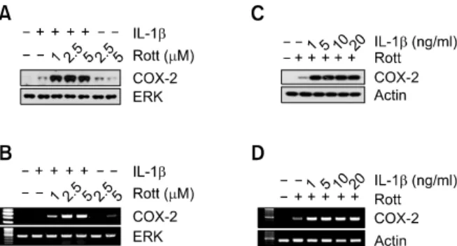 Figure  1.  Effect of rottlerin on IL-1β-induced expression of COX-2 pro- pro-tein and mRNA in MDA-MB-231 cells