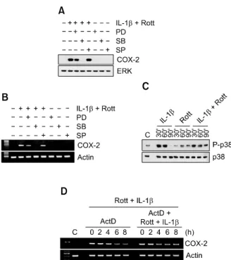 Figure  3.  Effect of p38 MAPK inhibitor and p38 MAPK on rottlerin plus  IL-1β-induced COX-2 expression in MDA-MB-231 cells