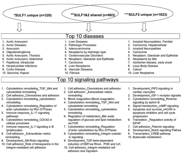 Figure 1. Diseases and pathways associated with SULF correlated genes. Genes included in SULF1 unique, SULF2 unique, SULF1 and SULF2 shared were identiﬁed using Partek Software and diseases and pathways associated with individual list of genes were selecte