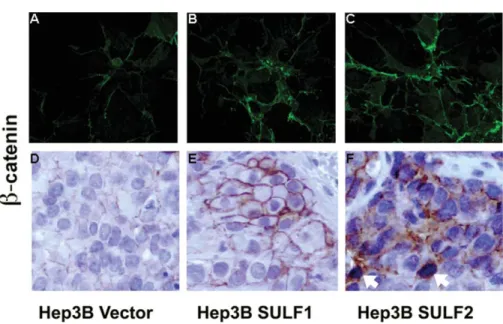 Figure 3. b-catenin expression pattern in HCC cells and HCC xenografts stably expressing SULF1 or SULF2