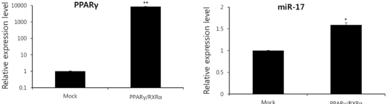 Fig. 2. The level of miR-17 expression in PPARγ  overexpressed 3T3-L1 cells. 3T3-L1 preadipocyte cells were transfected with empty vector (Mock) or both pSG5-PPARγ  and pCMV-RXRα  (PPARγ/RXRα)