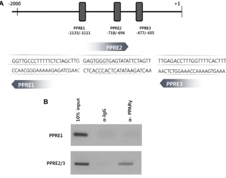 Fig. 3. Interaction between PPARγ  and puta- puta-tive PPRE regions in miR-17 promoter.