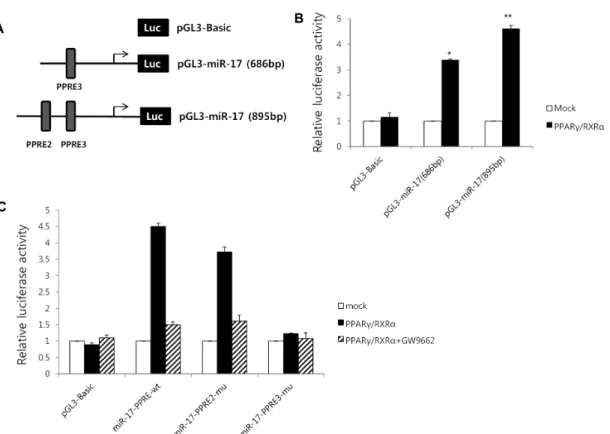 Fig. 4. Identification of the functional PPRE regions in the miR-17 promoter. (A) Schematic structure of various PPRE deleted mutants in the miR-17 promoter