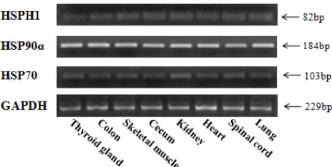 Fig. 1. Expression of the horse Hsp genes determined by RT- RT-PCR in a variety of thoroughbred horse ( Equus caballus ) tissues