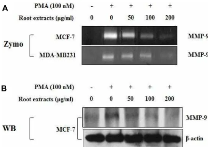 Fig. 1. Effect of extracts from different parts of moringa on PMA-induced MMP-9 activity in MCF-7 cells