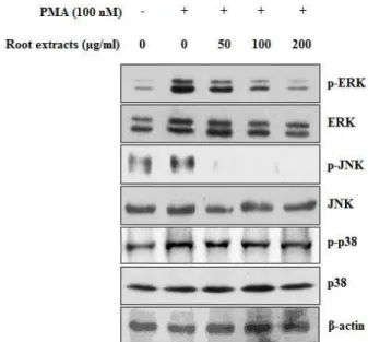 Fig. 5. Inhibitory effect of moringa root extract on phosphor- phosphor-ylation of PMA-induced MAP kinase in MCF-7 cells.
