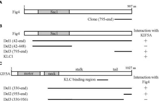Fig. 1. Identification of KIF5A interacting proteins by yeast two-hybrid screening. (A) The domain structure of Fig4 illustrating that the positive clone corresponds to the C-terminal region of Fig4