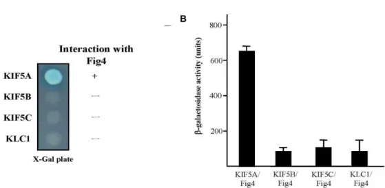 Fig. 2. Interaction between KIFs and Fig4. (A) The C-terminal regions of each KIF5s and KLC1 were fused to the pLexA DNA binding domain