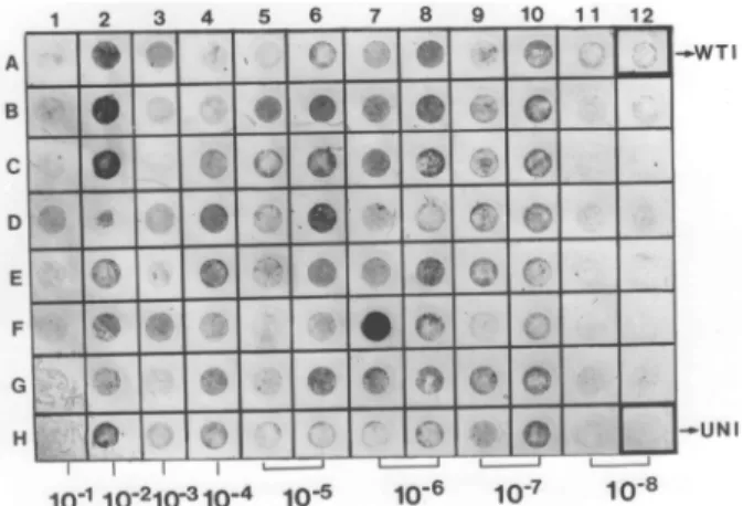 Fig. 1. Detection of recombinant viruses expressing human transporters by limiting dilution and immunostaining.