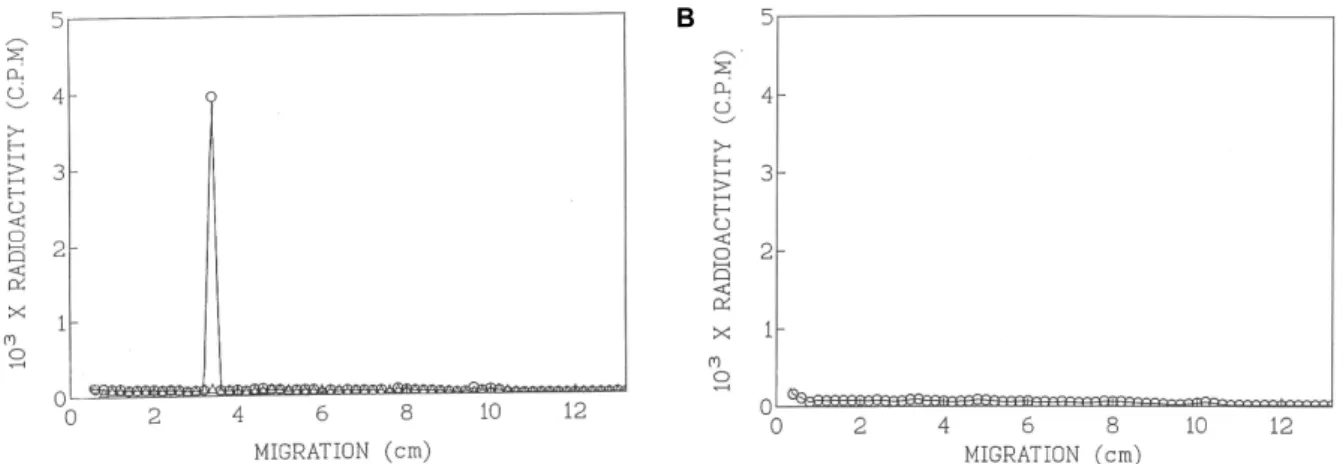 Fig. 4. (A) Electrophoretic profile of photoaffinity-labelled HepG2 transporter expressed in T