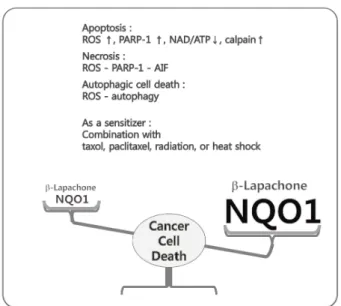 Fig. 3. Cell death mechanism of β-lapachone. NQO-1-mediated reduction of β-lapachone generates hydroquinone form of β-lapachone
