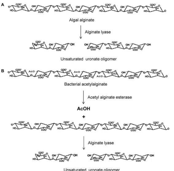 Fig. 1. Schematic diagram of the enzymatic cleavage of algal alginate (A) and bacterial acetylalginate (B) into unsaturated uronate oligomers