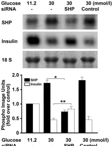 FIG. 3. Effect of siRNA-SHP on the high-glucose–induced decrease in insulin mRNA expression