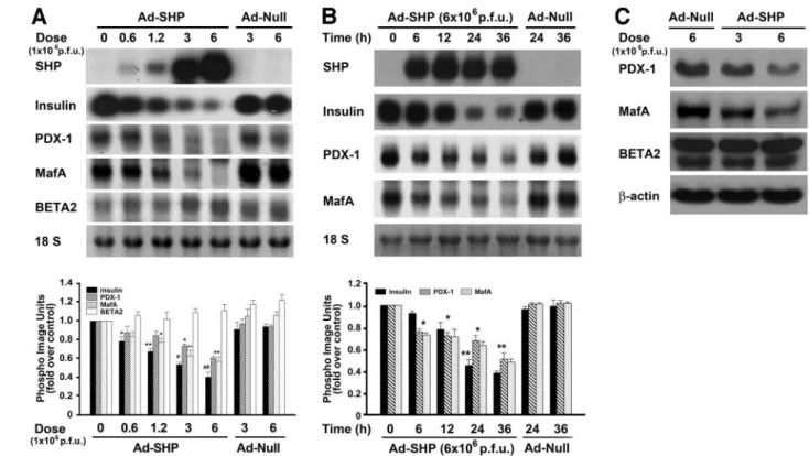 FIG. 4. Effect of SHP overexpression on the expression of insulin and ␤-cell–enriched transcription factors