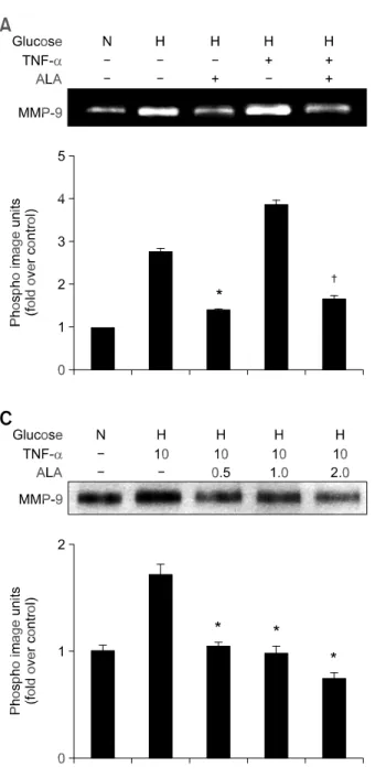 Figure 2. Effects of ALA on MMP-9 expression. (A) VSMCs were  treated with or without ALA (2 mmol/l) under conditions of normal  glucose, high glucose, and high glucose with TNF-   (10 ng/ml)
