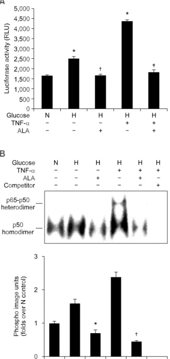 Figure 5. Effects of ALA on NF- B activity. (A) Cells were transfected  with a reporter vector containing NF- B binding sites and treated with  ALA (2 mmol/l) under conditions of high glucose and TNF-   (10  ng/ml)