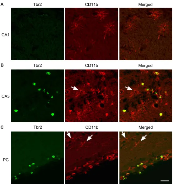 Fig. 4. Double labeling with Tbr2 and CD11b. Double immunofluorescence labeling with Tbr2 (green) and CD11b (red), a marker of microglia and a subset of white blood cells, such as monocytes, CD8+ T cells, or natural killer cells, was performed at 2 days po