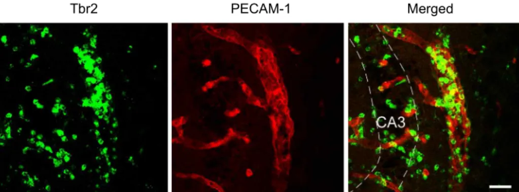 Fig. 5. Double labeling with Tbr2 and PECAM-1. Double immunofluorescence labeling with Tbr2 (green) and platelet endothelial cell adhesion molecule-1 (PECAM-1; red), a marker of blood vessels, was performed at 2 days post SE