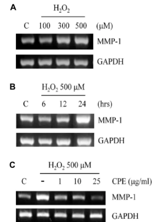 Fig. 1. Protective effect of Citrus sunki peel extract (CPE) on MMP-1 expression. Cells were exposed to H 2 O 2 with  in-dicated dose (A) or time (B), respectively