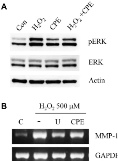 Fig. 2. Involvement of ERK on MMP-1 regulation. (A) Cells were incubated with 500 μM H 2 O 2 , 25 μg/ml CPE and H 2 O 2