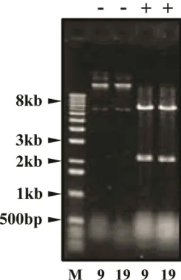 Fig. 1. Analysis of library plasmids. Library plasmids of clone