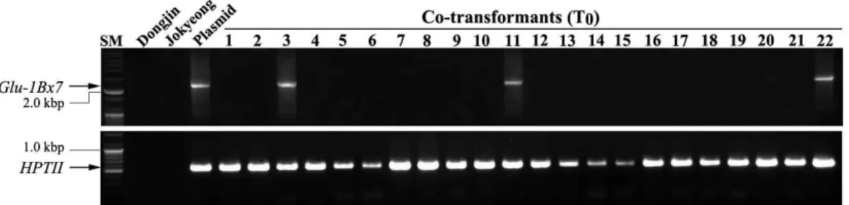 Fig. 2. Identification of T 0 plants by gene specific primer sets. Glu-1Bx7 (upper panel) and HPTII (lower panel) genes were amplified using Glu-1Bx7 and HPTII specific primer sets, respectively