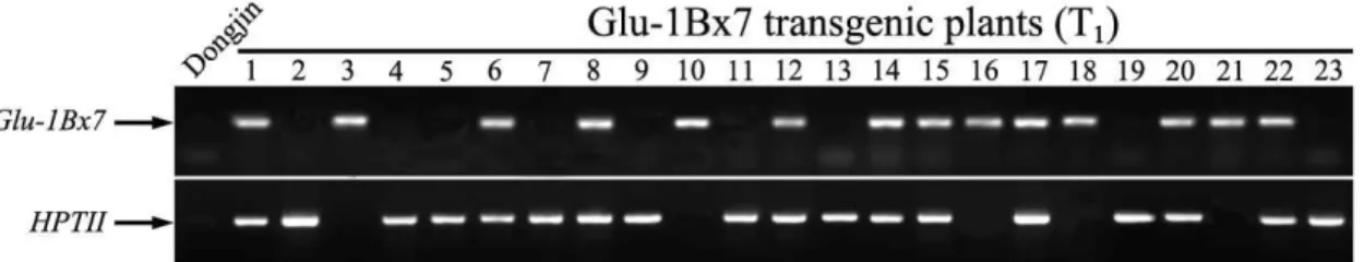 Fig. 6. PCR analysis of T 1 progenies to select marker-free transgenic plant containing Glu-1Bx7 gene