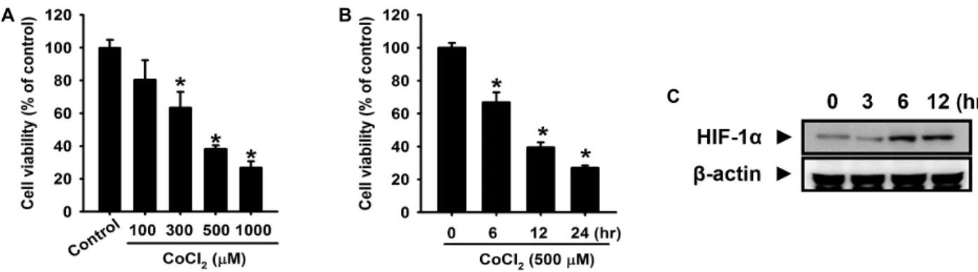 Fig. 1. Effect of CoCl 2 in cell viability in primary cultured mouse hepatocytes. (A) Mouse hepatocytes were incubated with CoCl 2