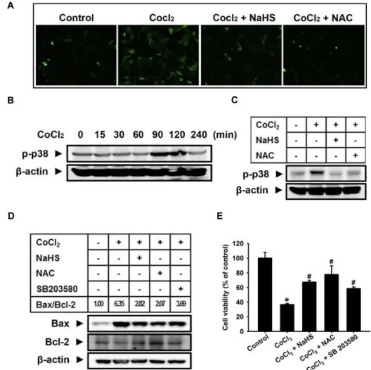 Fig. 3. Effect of H 2 S on the CoCl 2 -induced ROS generation, p38 MAPK activation, and cell injury