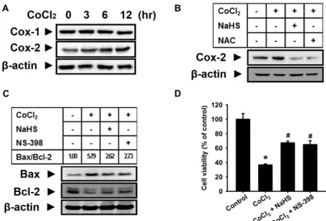 Fig. 4. Effect of H 2 S on CoCl 2 -induced COX-2 expression and cell injury. (A) Mouse hepatocytes were incubated with 500 μM CoCl 2