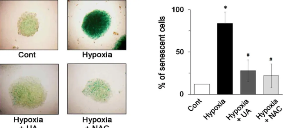 Fig. 4. Ursolic acid has inhibitory effect on hypoxia-induced senescence in mouse ES cells